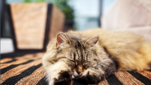 Illustration : 20 chats aveugles qui sont de vraies inspirations de vie