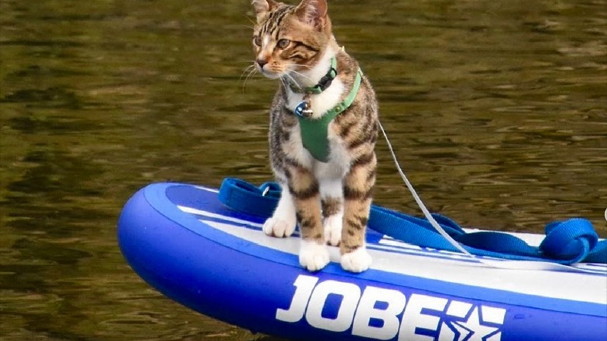 Illustration : "Ce jeune chat est un véritable aventurier qui adore faire du paddle, du kayak et de la randonnée avec sa maîtresse"
