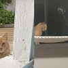 Illustration : Un chat errant tombe &eacute;perdument amoureux d&rsquo;une demoiselle d&rsquo;int&eacute;rieur et lui rend visite chaque jour (vid&eacute;o)