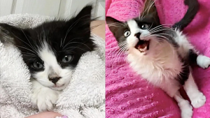 Illustration : Un chaton sauvé in extremis sur la chaussée avec une patte cassée et une plaie infestée d’asticots s’est transformé en un magnifique matou