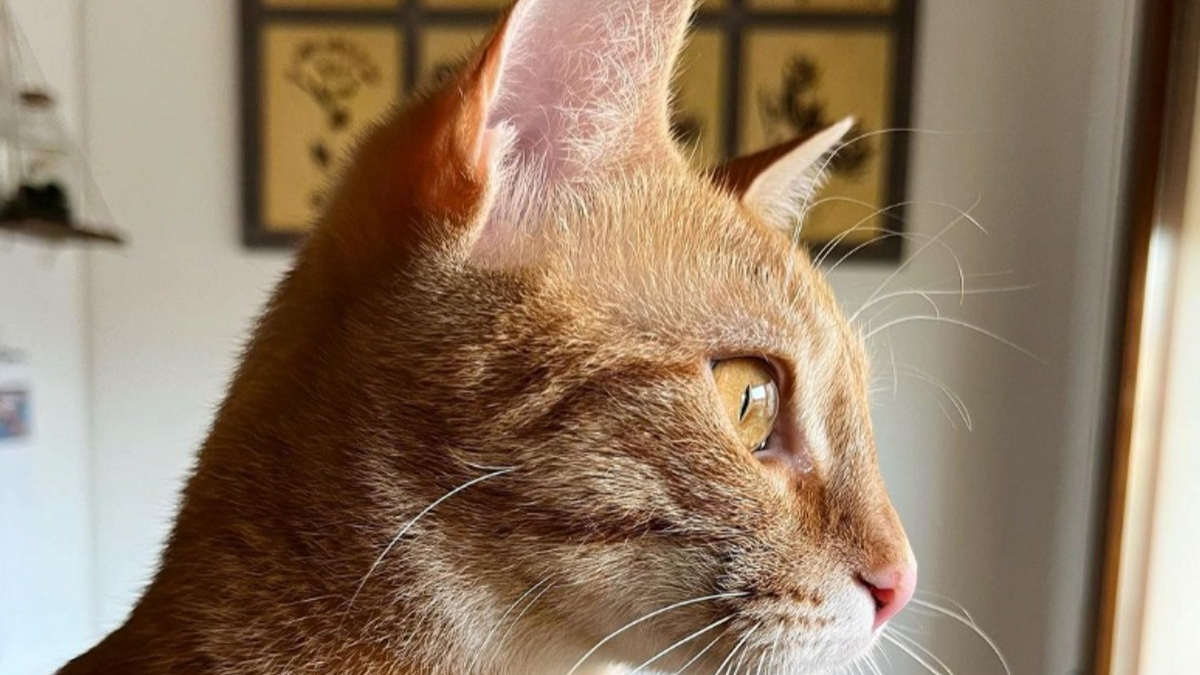 Illustration : "20 photos pour vous délecter de la beauté des chats roux"