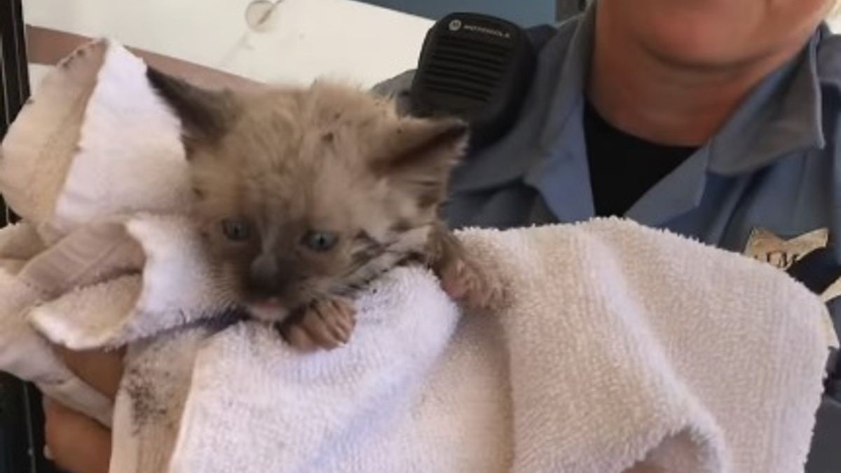 Illustration : "Un chaton se retrouve pris au piège dans une colonne en acier, les pompiers déploient les grands moyens pour le libérer (vidéo)"