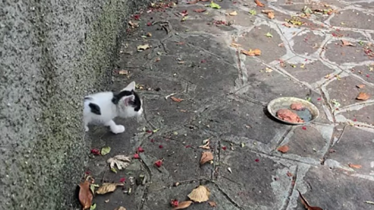 Illustration : "Un chaton sauvage réfugié 3 jours dans une canalisation d’eau pluviale secouru par une journaliste"