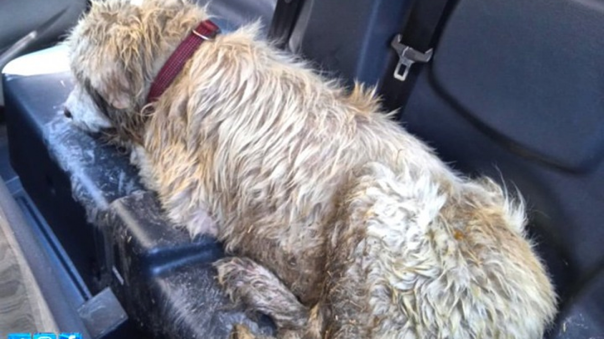 Illustration : "Un chien sauvé in extremis par un bon samaritain alors qu’il se noyait dans un canal d’irrigation"