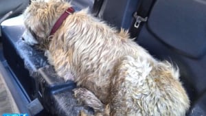Illustration : Un chien sauvé in extremis par un bon samaritain alors qu’il se noyait dans un canal d’irrigation