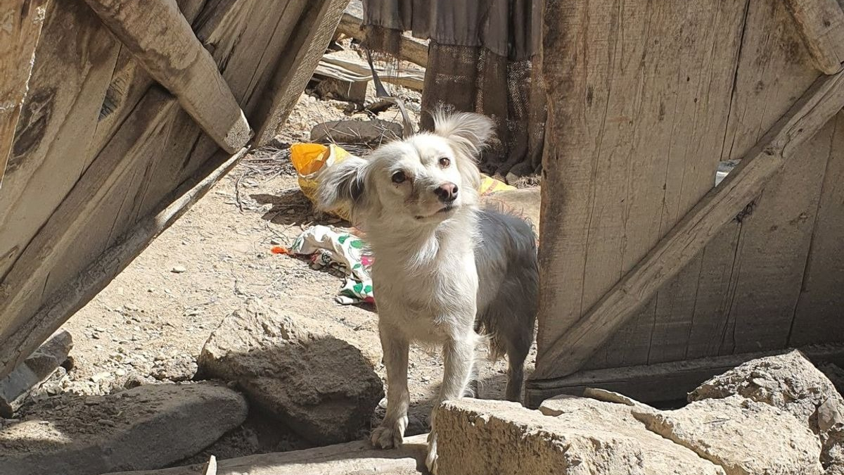 Illustration : "Séisme en Afghanistan : une photo déchirante montre un chien cherchant désespérément sa famille parmi les décombres"