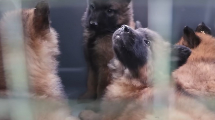 Illustration : Prison et amende requis contre une éleveuse chez laquelle des centaines de chiens ont été saisis