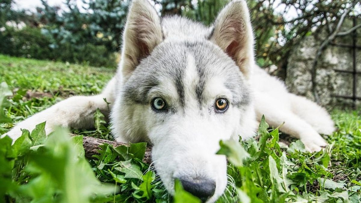 Illustration : "Le chien aurait pour ancêtres 2 populations de loups distinctes selon cette nouvelle étude"