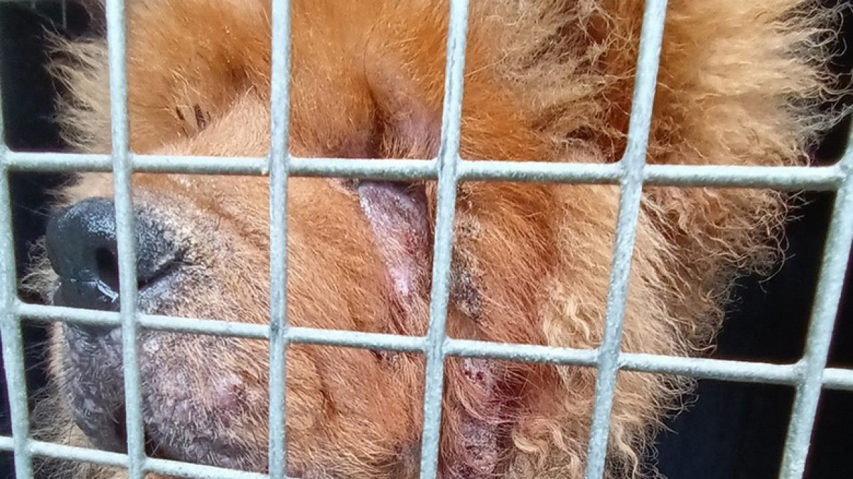 Illustration : "Un chiot Chow Chow abandonné dans un triste état a besoin de soins de toute urgence"