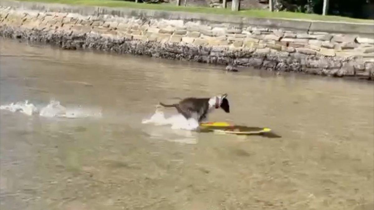 Illustration : "Ce Bull Terrier maîtrise la pratique du skimboard comme nul autre et y prend beaucoup de plaisir (vidéo)"