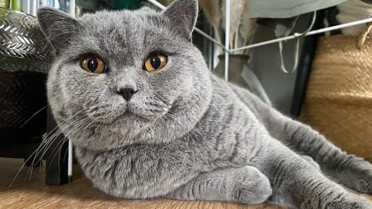 Illustration : "20 photos illustrant la beauté et l'élégance des chats gris"