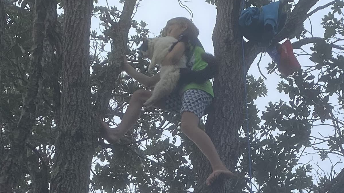 Illustration : "Un garçon de 11 ans escalade un arbre de 15 mètres pour sauver un chat coincé depuis des jours"