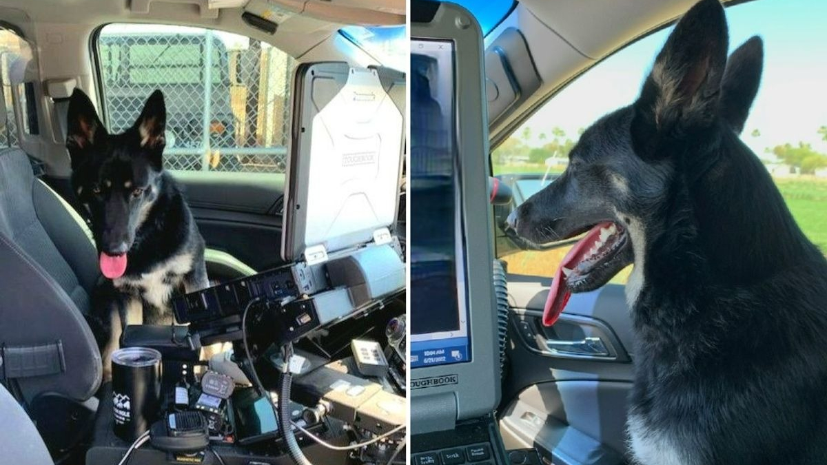 Illustration : "A la recherche de son chien perdu, une femme croise un policier qui lui vient immédiatement en aide"