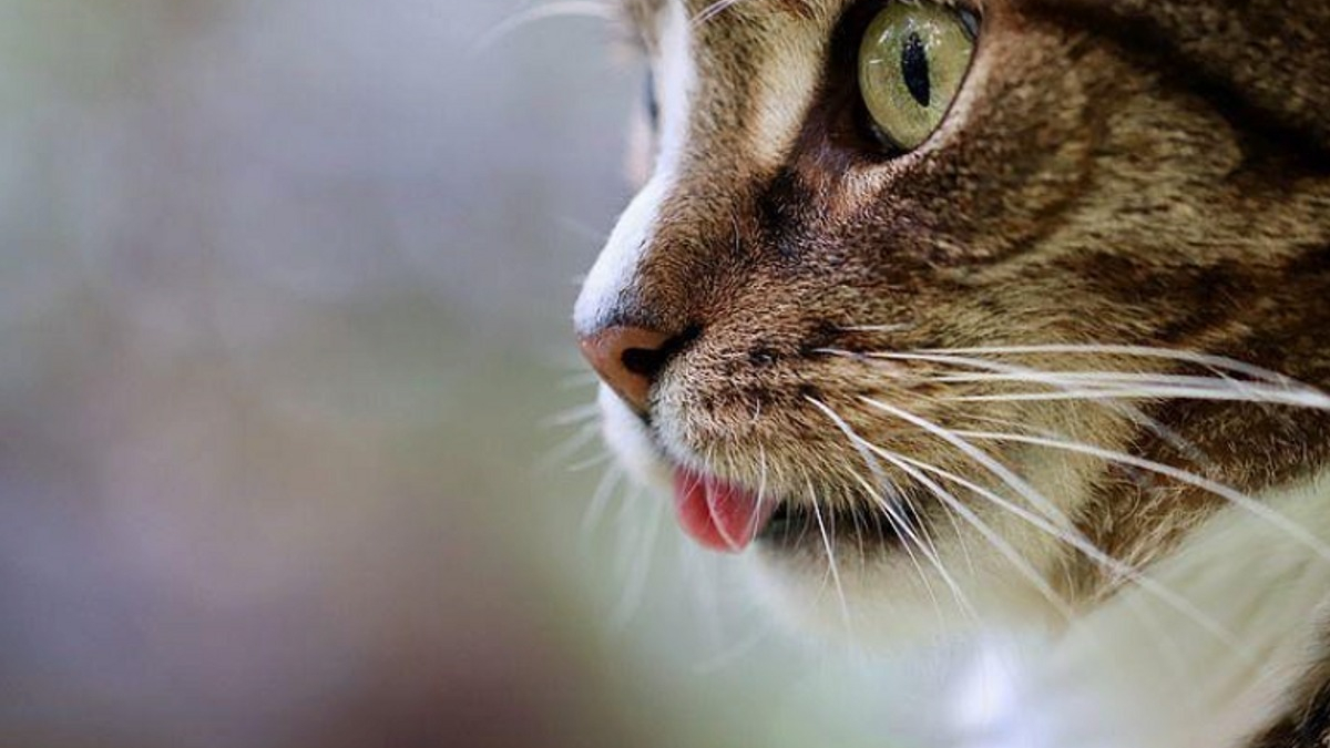 Illustration : "20 photos envoûtantes de langues de chat"