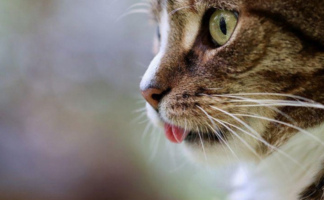 20 photos envoûtantes de langues de chat