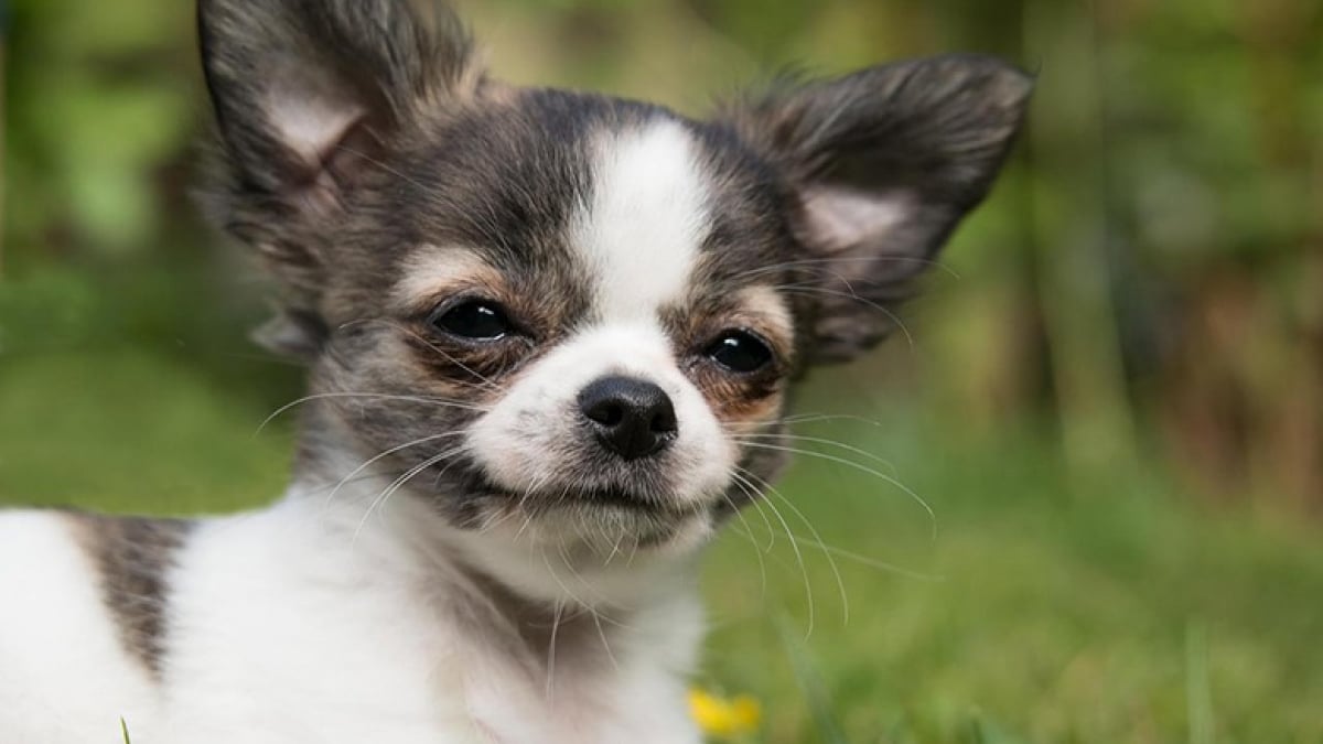 Illustration : "13 Chihuahuas qui prouvent que ces chiens de petite taille ont tout des grands"