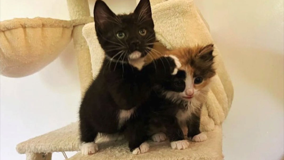 Illustration : "2 chatonnes orphelines se lient d’amitié au refuge et décident de ne plus jamais être séparées"
