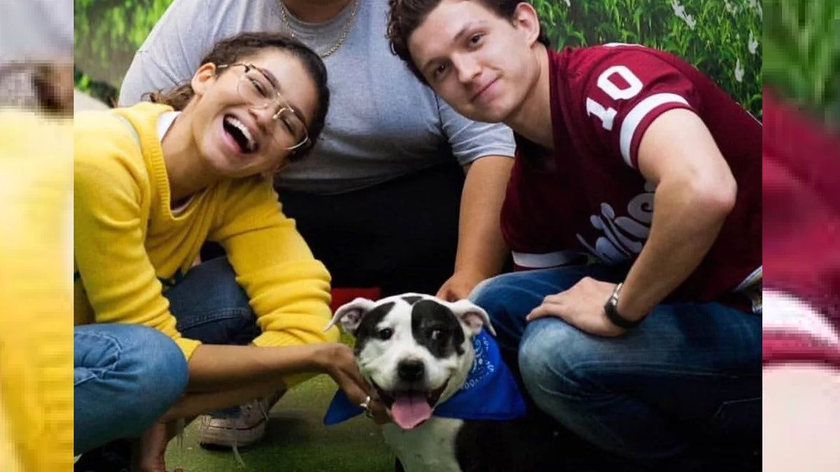 Illustration : "Zendaya et Tom Holland, stars de Spider-Man, adoptent un chien ensemble"