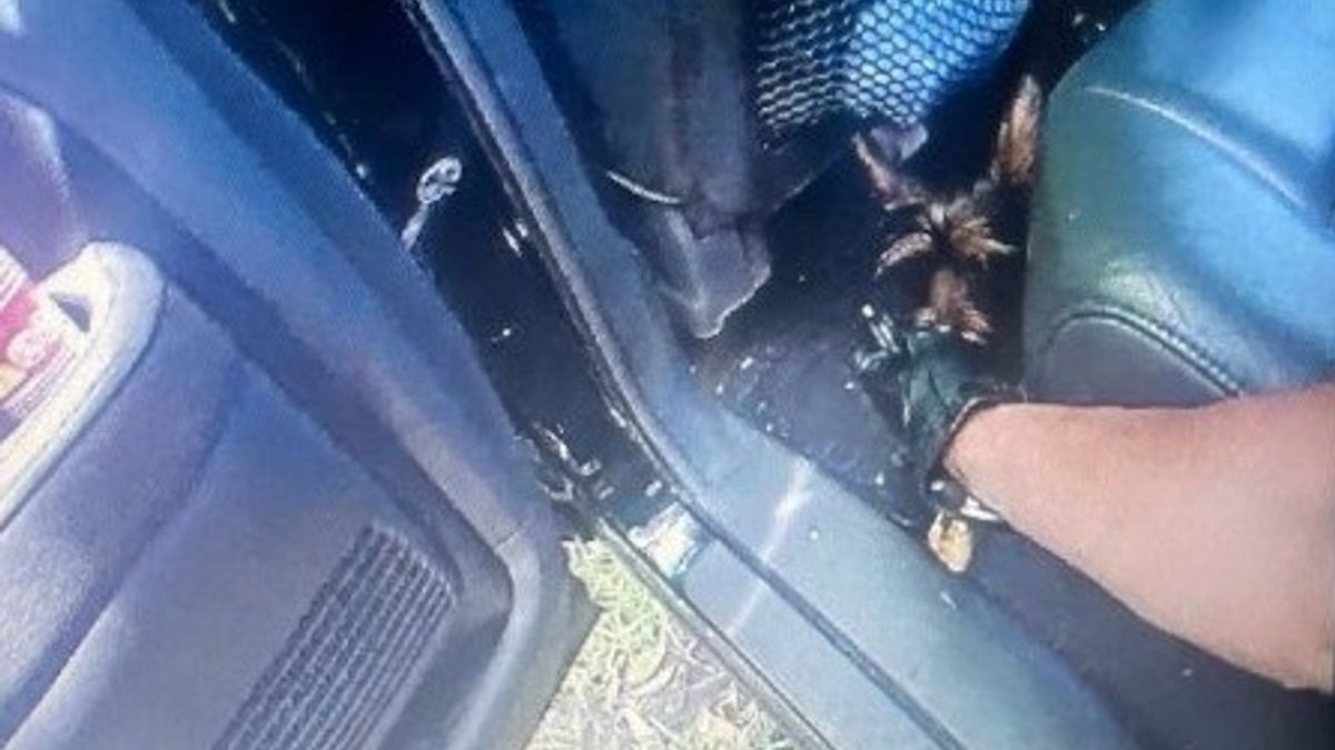 Illustration : "Apprenant qu'un chien est enfermé dans une voiture en pleine canicule, la police s'empresse d'intervenir"