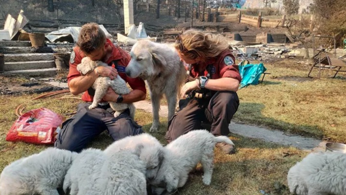Illustration : "2 pompiers qui avaient trouvé une famille de chiens survivants d’un terrible incendie leur rendent visite un an plus tard avec émotion"
