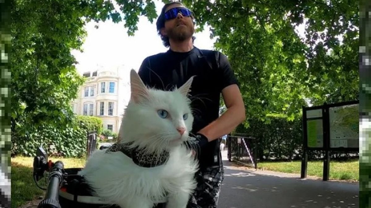 Illustration : "Cette chatte sourde ne se passerait de ses balades à vélo dans Londres pour rien au monde"