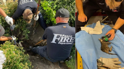 Illustration : Un chaton se faufile dans un conduit de 8 cm et s'y coince, les pompiers volent à son secours