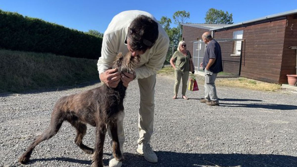 Illustration : "Ce chien volé en 2012 a retrouvé ses maîtres en 2022 à 500 kilomètres du lieu de sa disparition"