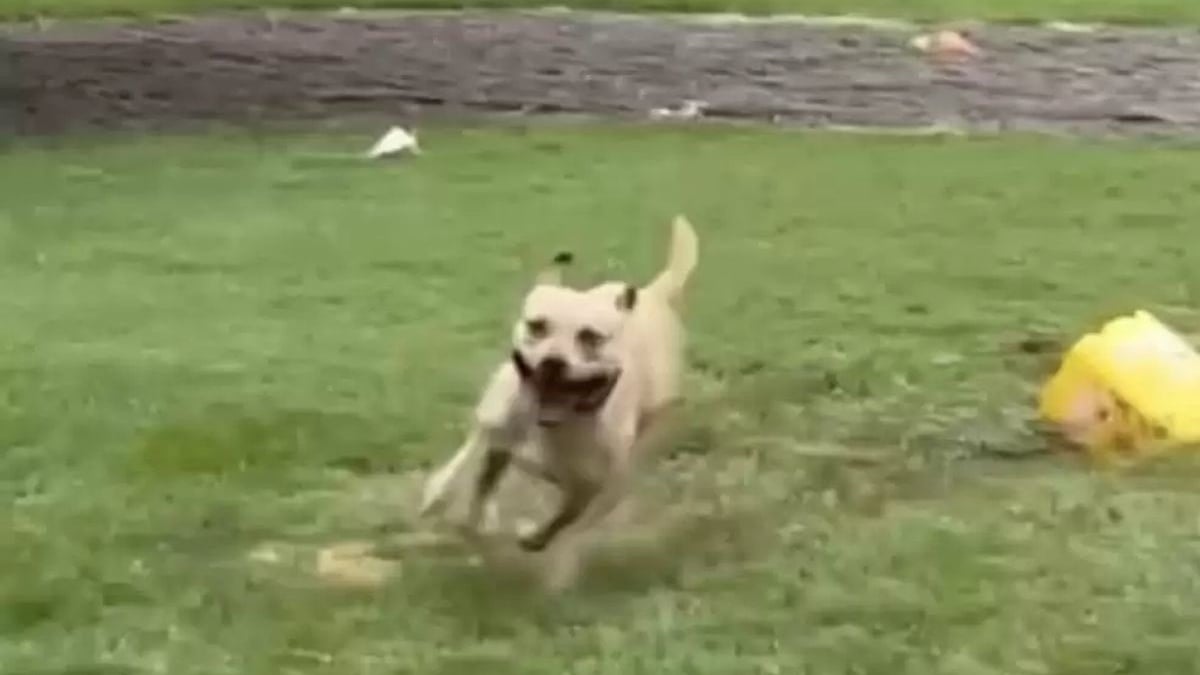 Illustration : "Un chien fait sa danse de la joie sous la pluie pour fêter sa sortie du refuge (vidéo)"