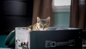 Illustration : 10 conseils et astuces pour emmener votre chat en vacances