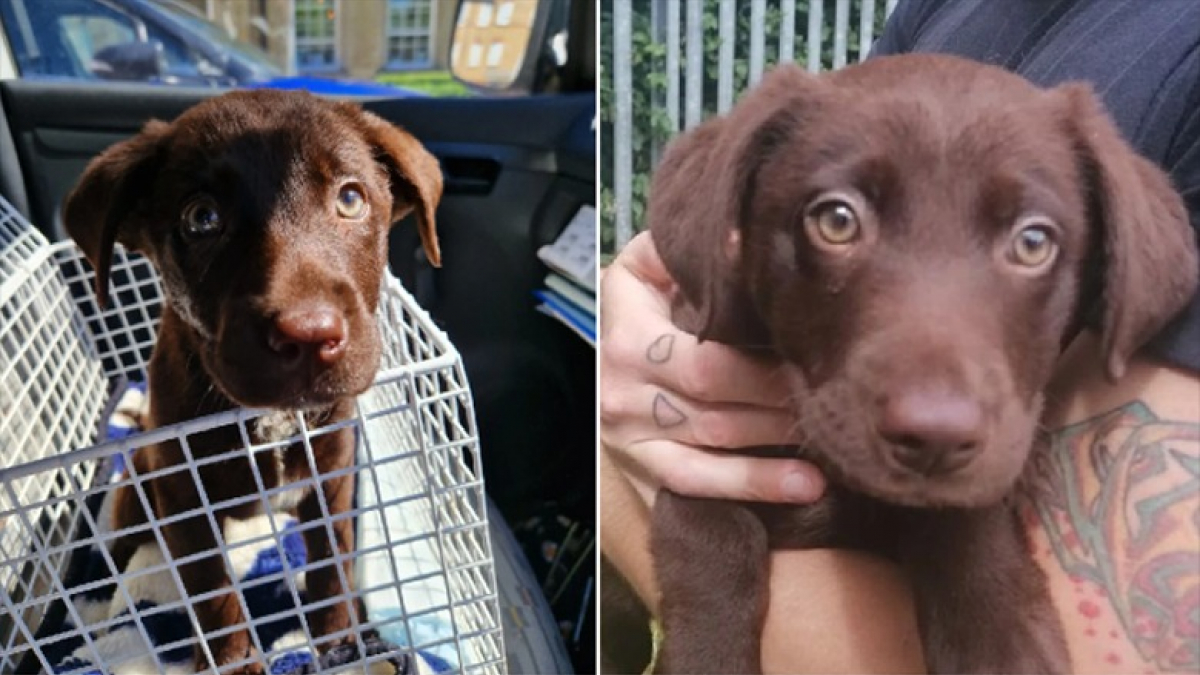 Illustration : "2 chiots abandonnés dans une voiture en plein soleil cherchent désormais une famille d’adoption"