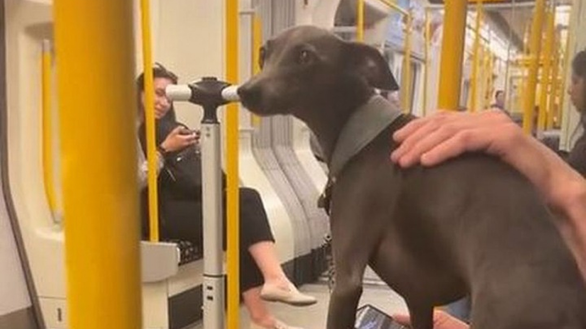 Illustration : "Un whippet gris devient le chien de thérapie du métro de Londres pour sa capacité à réconforter les usagers (vidéo)"
