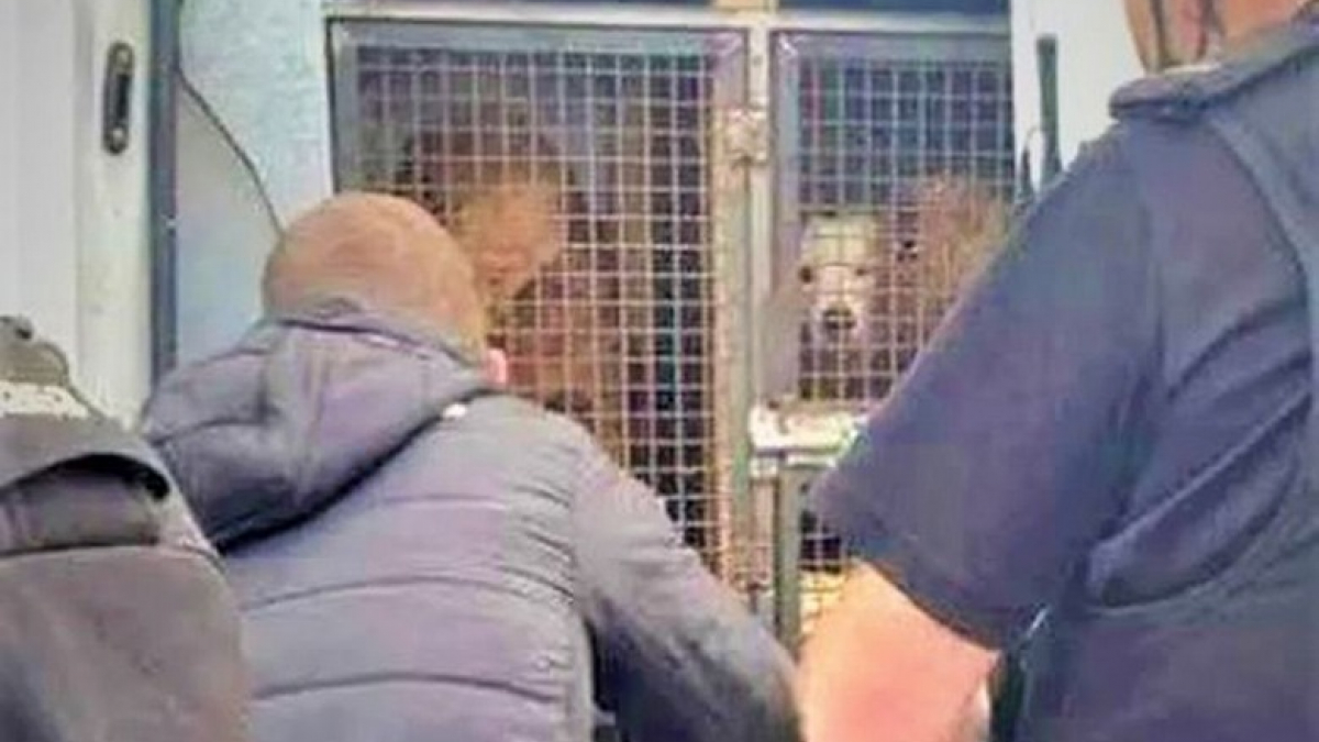 Illustration : "Un transporteur de chien condamné par le tribunal de première instance pour maltraitance envers les canidés"