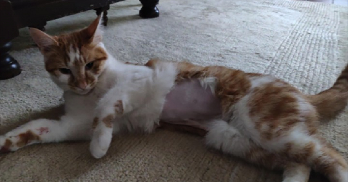Une Femme Emmene Son Chat Chez Le Veterinaire Pensant Qu Il Est Malade Mais Il Gardait En Fait Un Secret Une Femme Emmene Son Chat Chez Le Veterinaire Pensant Qu Il Est Malade Mais Il Gardait En Fait Un Secret