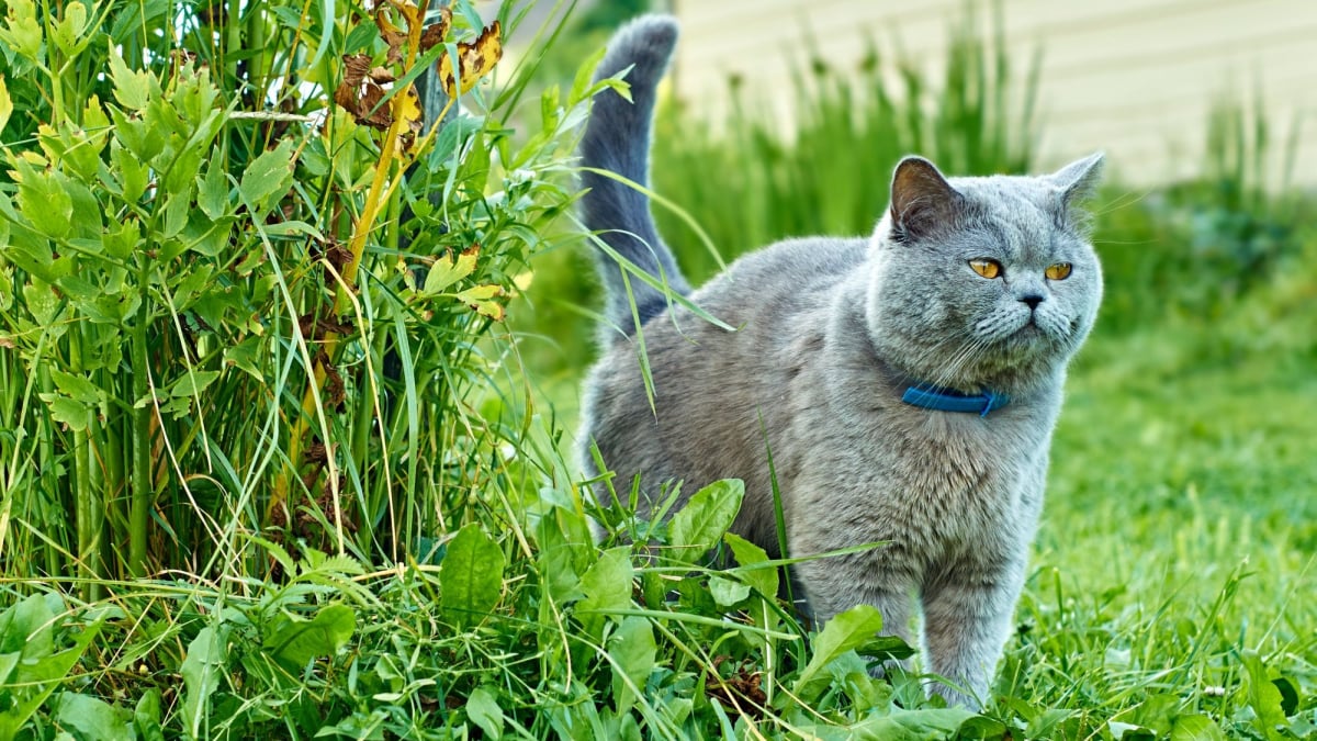 Illustration : "Pratique, 100 % naturelle, recyclable et compostable, la litière de voyage de la marque Tyrol vous séduira autant que votre chat !"