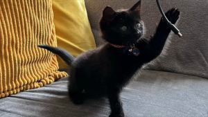 Illustration : Le chaton sauvé de la circulation sur l’autoroute est aujourd’hui choyé dans son foyer d’accueil