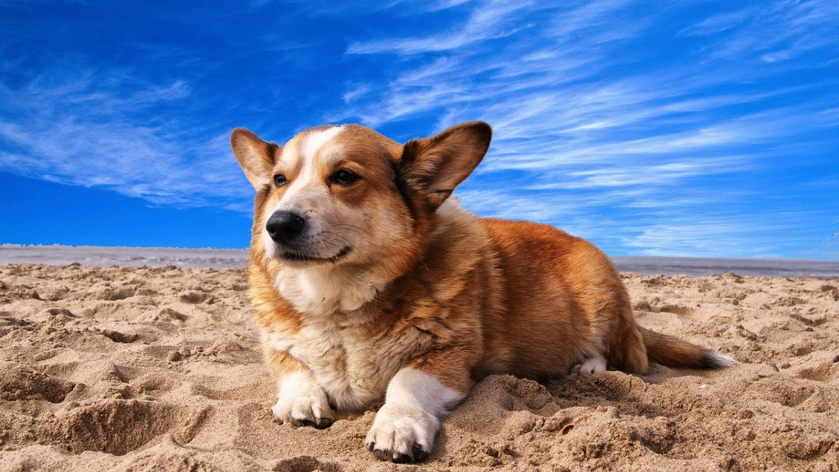 Illustration : "9 conseils fondamentaux pour emmener votre chien à la plage et en toute sécurité"