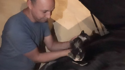 Illustration : Des enfants entendent un chaton coincé dans le compartiment moteur d’une voiture, la communauté se mobilise pour lui venir en aide (vidéo)