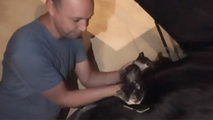 Illustration : Des enfants entendent un chaton coincé dans le compartiment moteur d’une voiture, la communauté se mobilise pour lui venir en aide (vidéo)
