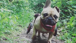 Illustration : 11 chiens handicapés bien décidés à profiter pleinement de la vie grâce à leur chariot à roulettes