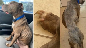 Illustration : Un chien retrouvé dans un piteux état 8 ans après sa disparition