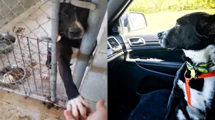 Illustration : Un chien de refuge tient la main de tous les visiteurs jusqu’à ce qu’il soit adopté (vidéo)