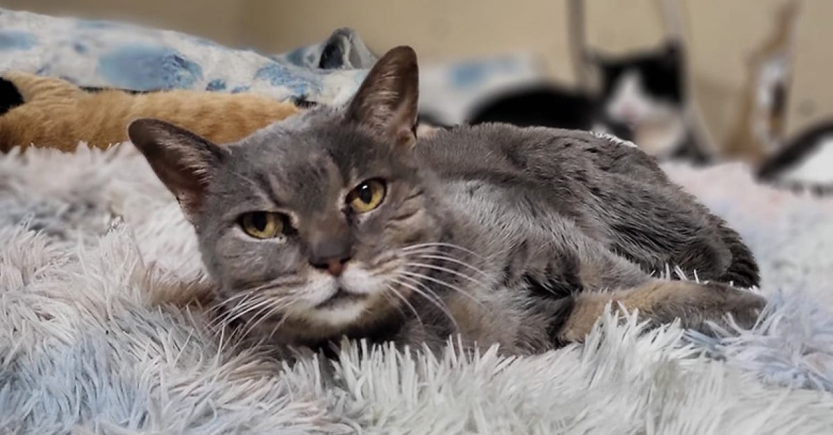 Une Chatte Agee Malade Et Errante Montre Sa Joie De Porter Un Collier De Chat Domestique Video