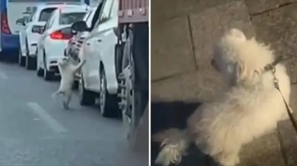 Illustration : Un petit chien abandonné en plein milieu de la circulation en Chine sauvé par les riverains