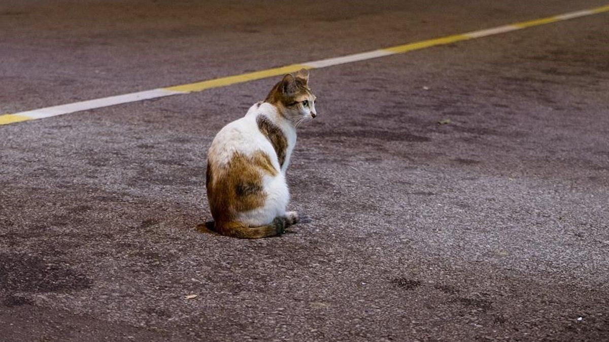 Illustration : "Une pétition pour sanctionner les délits de fuite dont les victimes sont des chats recueille des dizaines de milliers de signatures"