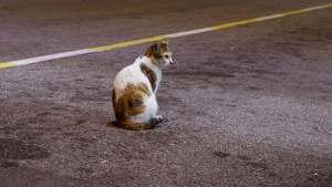 Illustration : Une pétition pour sanctionner les délits de fuite dont les victimes sont des chats recueille des dizaines de milliers de signatures