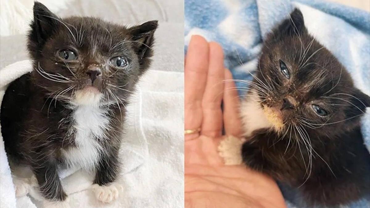 Illustration : "Un chaton minuscule retrouvé seul sur un trottoir se bat contre une maladie grave"