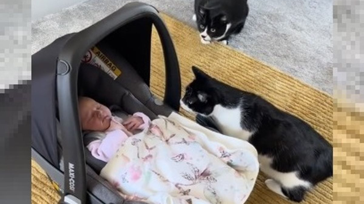 Illustration : "L'étonnante réaction de 3 chats faisant connaissance avec le nouveau-né de la famille (vidéo)"