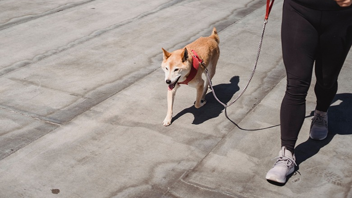 Illustration : "Une récente étude révèle que la présence de chiens dans un quartier diminue le taux de criminalité"