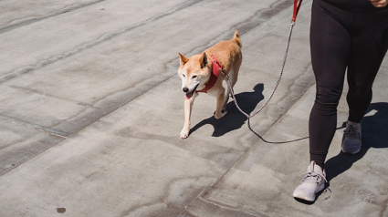 Illustration : Une récente étude révèle que la présence de chiens dans un quartier diminue le taux de criminalité