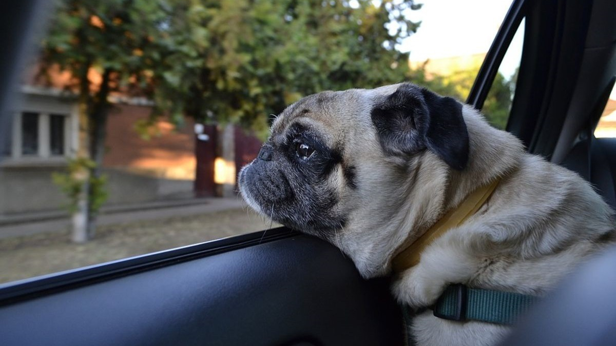 Illustration : "Comment réagir lorsque vous voyez un chien bloqué dans une voiture en plein soleil ?"